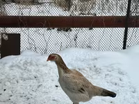 Chickens — foto 5