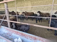 گوسفند (گروه، جنسیت مشخص نشده), Hissar sheep — عکس 2