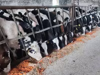 காளை, Russian Black pied cattle — புகைப்படம் 2
