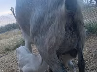 بکری, بکریاں — تصویر 1