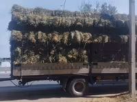 Продаю Сено разнотравье клевер тюки оптом с доставкой цена за тюк — عکس 2