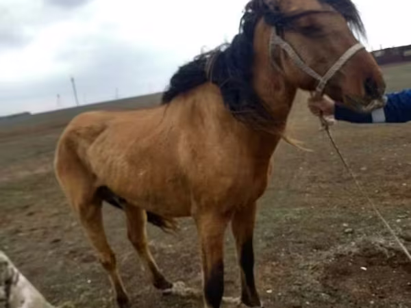 مادیان, Kazakh horse