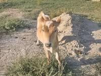 گاو ماده, گاو — عکس 3