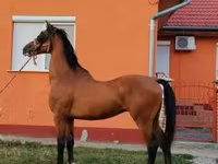 حصان, Dutch warmblood horse — الصورة 7