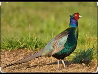 Chickens — عکس 4