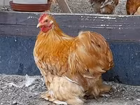 Pekin Bantam — zdjęcie 1
