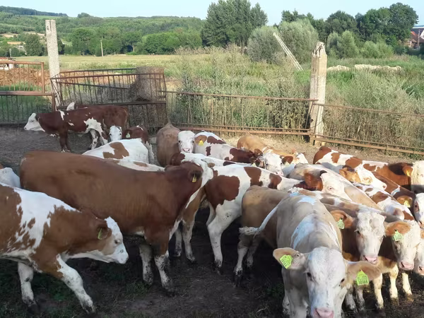 گاو نر, Simmental cattle