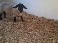 Domba jantan, White Suffolk sheep — foto 4