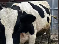 ხარი, Russian Black pied cattle — ფოტო 2
