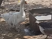 Geese — fotografija 4