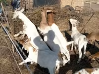 بز ماده, Boer goat — عکس 2