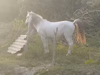 Koń, Azerbaijan horse — zdjęcie 4