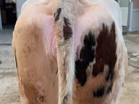 Lembu betina, Russian Black pied cattle — foto 3