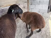 Ovca, Karakul sheep — fotografija 6