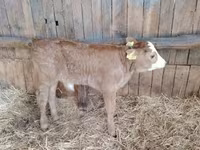 Toro, Vaca Limousin — foto 3