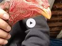 Chickens — Foto 3