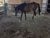 گھوڑی, Thoroughbred horse — تصویر 1