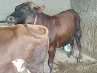ወንድ በሬ, Cattle — ፎቶ 3