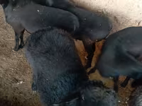 Խոյ, Ոչխարներ — լուսանկար 2