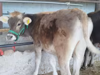 گاو و گوساله (گروه، جنسیت مشخص نشده), Swiss cattle — عکس 1