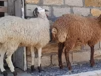 گوسفند (گروه، جنسیت مشخص نشده), گوسفند — عکس 2