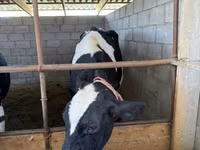 Lembu betina, Holstein breed — foto 4