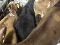 Lembu ternakan (lot, jantina tidak dinyatakan), Simmental cattle — foto 6