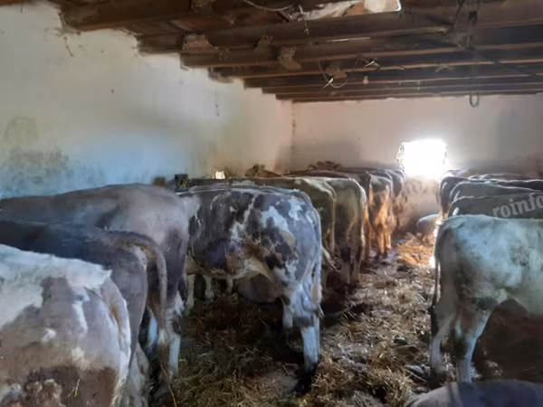 İribuynuzlu mal-qara (partiya, cinsi göstərilməyib), Holştin irqi