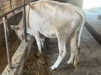 گاو ماده, Simmental cattle — عکس 2