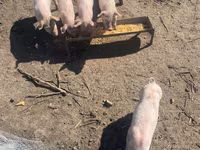 Babi hutan, Ландрас — foto 3