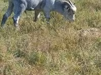 تيس, Alpine goat — الصورة 4
