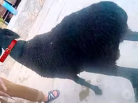 Beran, Hissar sheep — foto 3