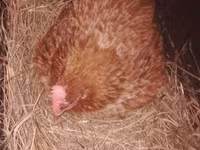 Chickens — عکس 1