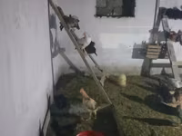 Chickens — عکس 1