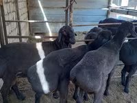 قوچ, Hissar sheep — عکس 5