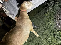 Kambing jantan, Rhon sheep — foto 2