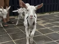 თხა, Saanen goat — ფოტო 2