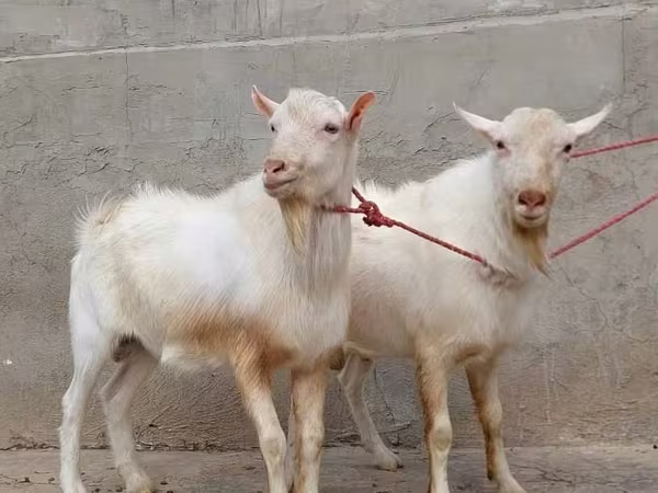 Keçi, Saanen goat