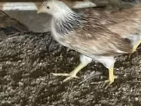 Chickens — عکس 3