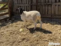 Beran, Dorper sheep — foto 5