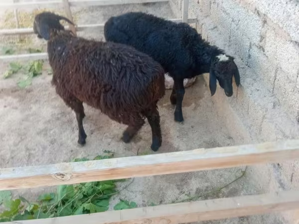 ভেড়ার পাঁঠা, Hissar sheep — উজবেকিস্তান