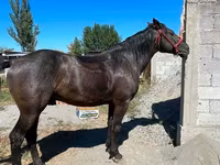 Kůň, Karabair horse — foto 2