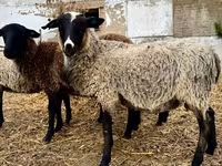 Montone, Romanov sheep — foto 1