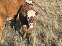 گاو ماده, Simmental cattle — عکس 2