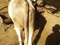 گاو نر, گاو — عکس 4