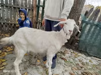 Goat, Nubian Goat — photo 4