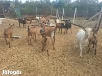 숫염소, Nubian Goat — 사진 7