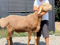 Widder, Arashan sheep — Foto 2