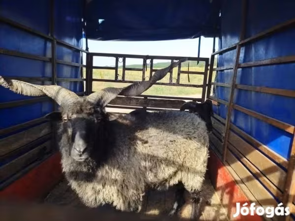 公羊, Racka sheep