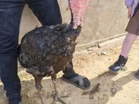 Turkeys — Foto 1